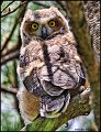 _1SB1013 great-horned owlet